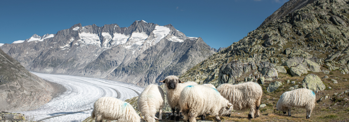 Walliser Schwarznasenschaf