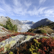 Alpenpanorama Aletschgletscher