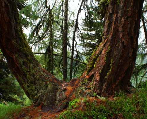 Baum im Aletschwald