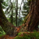 Baum im Aletschwald